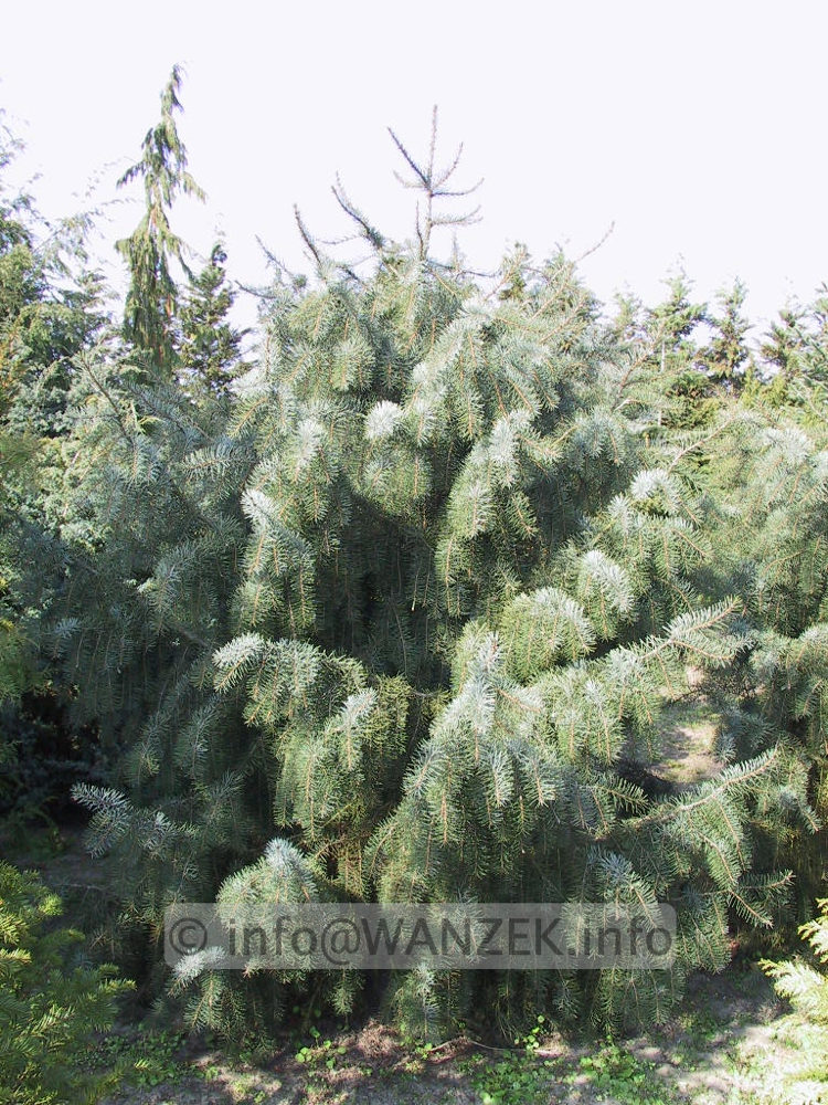 Picea breweriana1.JPG